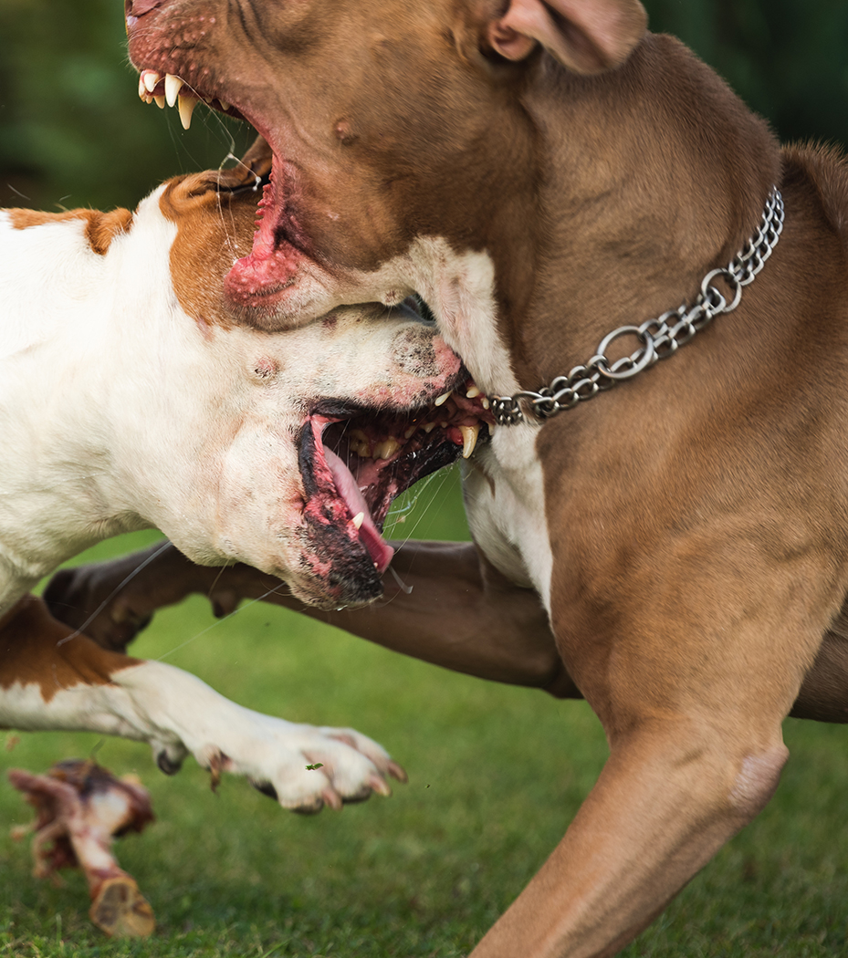 Houston Dog Bite Lawyer